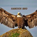 Understanding the Hancock Bird: A Comprehensive Guide