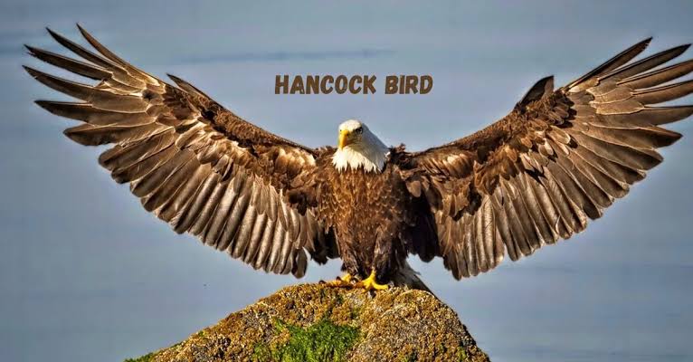 Understanding the Hancock Bird: A Comprehensive Guide